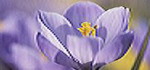 Spiritual Response Therapy... for a clearer future