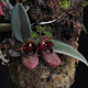 INTERNATIONAL FLOWER ESSENCE REPERTOIRE
