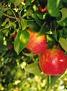 Nutri Energetic System Preventive Healthcare